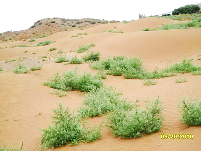沙蓬特異葉片結(jié)構(gòu)與表皮毛水分調(diào)控作用研究獲進(jìn)展
